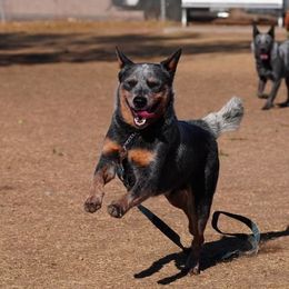 Australian Cattle Dog All Grown Up from Butterfly Butte Australian Cattle Dogs
