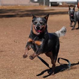 Australian Cattle Dog All Grown Up from Butterfly Butte Australian Cattle Dogs