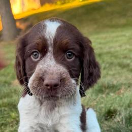 Bonnie - Liver white and roan female English Springer Spaniel puppy in Saginaw, Michigan from Kemerer Springers