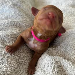 Daphne (Pink) - Apricot female Poodle puppy in Calimesa, California from Teakwood Poodles of SoCal