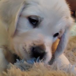 Golden Retriever Puppies from Kansas Prairie Pups