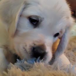 Golden Retriever Puppies from Kansas Prairie Pups