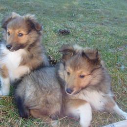 Shetland Sheepdog puppies from Elaraia Shetland Sheepdogs