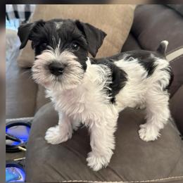 Bluey - Parti male Miniature Schnauzer puppy in Howe, Texas from Poppy’s Mini Schnauzers