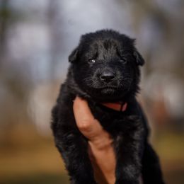 Cult - Black male German Shepherd puppy in Knowlton Township, New Jersey from Augenblick Kennels