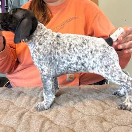 White Girl - Black and white female German Shorthaired Pointer puppy in Dearborn, Missouri from Hardwood Kennels