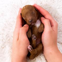 Ms Red - Red  female Goldendoodle puppy in Kissimmee, Florida from Poodle Doodle Kennels