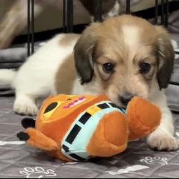 Reggie (red collar) - Cream male Dachshund puppy in Shawnee, Oklahoma from Magic Eagle Miniature Dachshunds