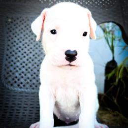 Girl 4 Galatea - White female Dogo Argentino puppy in San Diego, California from Debonair Dogos