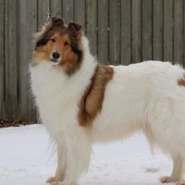 Prada - Collie