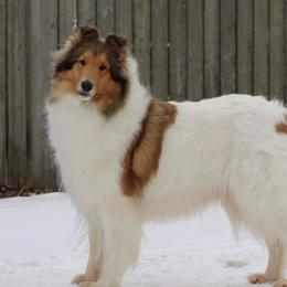 Prada - Collie