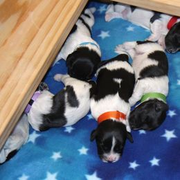 Schapendoes Puppies from Dream Star Schapendoes