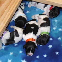 Schapendoes Puppies from Dream Star Schapendoes