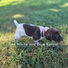 Fuscia Female - White and liver female German Shorthaired Pointer puppy in Linton, Indiana from Red White and Blue Kennel