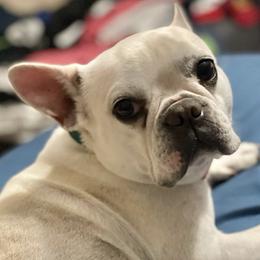 French Bulldogs from Sparkling City Frenchies