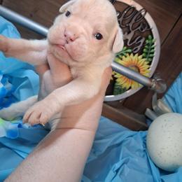 Boy 7 - White male Boxer puppy in Pikeville, Kentucky from Boxers of Whispered Wishes