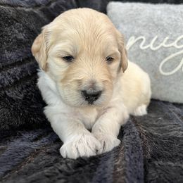 Emmerson - Cream female Goldendoodle puppy in Millersburg, Ohio from Ohio Puppy Paws