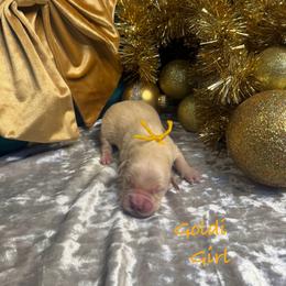Goldi - Light golden female Golden Retriever puppy in Rockville, Minnesota from Bracha Poodles & Doodles