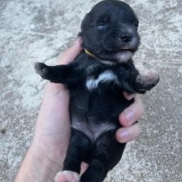 Lilly gorgeous sweet blk ESA lines - Black female Miniature Schnauzer puppy in Temple, Texas from Schnauzers Of Taylor