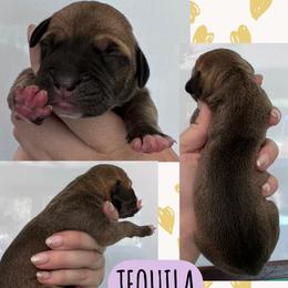 Tequila - Fawn female Great Dane puppy in Wellsville, New York from Prophecy Danes