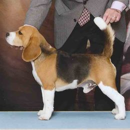 Beagles from Sunbriar Beagles