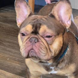 Reece - French Bulldog