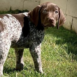 German Shorthaired Pointers from Davalos GSP’s