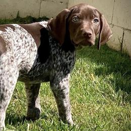 German Shorthaired Pointers from Davalos GSP’s