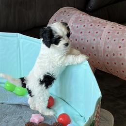Cavalier King Charles Spaniel and Cavapoo Puppies from Hattie’s Texas Cavapoos
