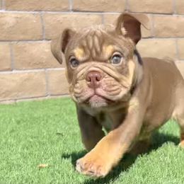 Bulldog and French Bulldog Puppies from JuneBug Bullies