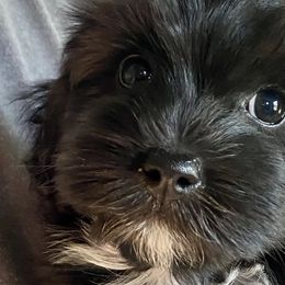 Havanese from The Happy Havanese