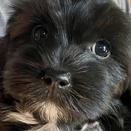 Havanese from The Happy Havanese