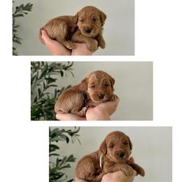 1st Pick - Red  male Goldendoodle puppy in Madisonville, Kentucky from Carlie and Co. Goldendoodles