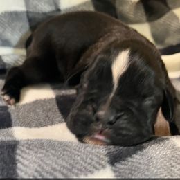 Girl 1 - Brindle Boxer puppy in Mooresboro, North Carolina from Echo Hollow Kennels Boxers and Boarding LLC