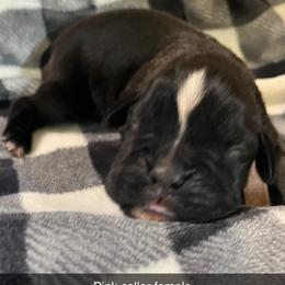 Girl 1 - Brindle Boxer puppy in Mooresboro, North Carolina from Echo Hollow Kennels Boxers and Boarding LLC