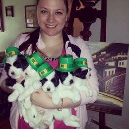 Tibetan Terrier Puppies from Zara Tibetan Terriers