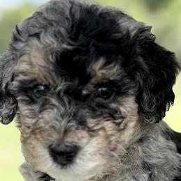 Aussiedoodles, Bernedoodles, and Sheepadoodles from Native Doodles