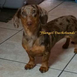 CC - Dachshund