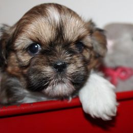 Girl 2 - Red and white female Shih Tzu puppy in Craig, Colorado from Rocky Mountain Shih Tzus and Dry Creek Miniature Dachshunds