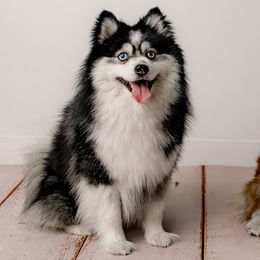 Zion - Pomsky