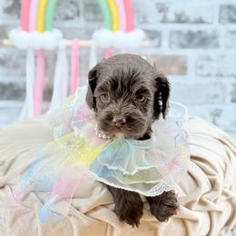 Bluey - Chocolate female Australian Labradoodle puppy in Taylor, Michigan from Mi Best Doodle Ever, LLC