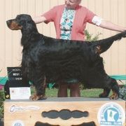 Gordon Setters from Mary Ann's Gordon Setters