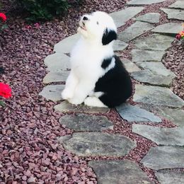 Old English Sheepdog Puppies from Bumblebears Old English Sheepdogs