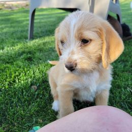 Alice - Apricot Assorted Doodle Crosses puppy in Blackfoot, Idaho from Lucky Pup Meadows