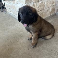 Leonberger Puppies from Magnolia Leos