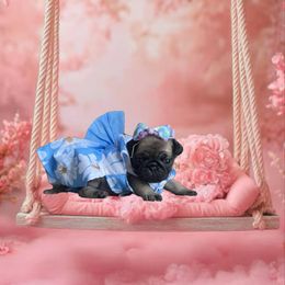 Pug Puppies from Precious Paws