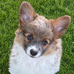 Liberty - Blue female Pembroke Welsh Corgi puppy in Hotchkiss, Colorado from Grand Mesa Corgis