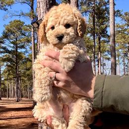 Aspen - Cream male Cockapoo puppy in Ellaville, Georgia from Lakeside Cockapoos