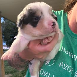 American Corgi puppies from Creek Farm Corgis