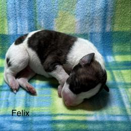 Felix - White and fawn brindle male Whippet puppy in Plainfield, Indiana from Rose Acre Whippets